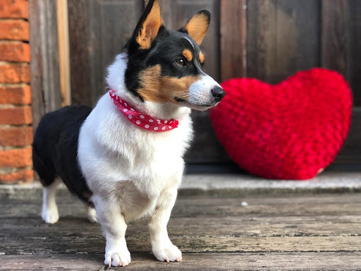 Pet Groomer «The Fetch House», reviews and photos, 130 W Washington St, Madison, GA 30650, USA