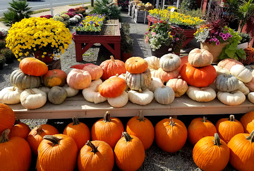 Garden Center «Nalls Produce», reviews and photos, 7310 Beulah St, Alexandria, VA 22315, USA