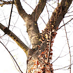 Photo n°22 de l'avis de Zohair.a fait le 29/03/2020 à 21:49 sur le  Pizzeria bei Pippo à Ludwigshafen