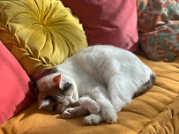 Bee Happy Animal Care and Transport, LLC - Photo 9 - Car repair in , Durham