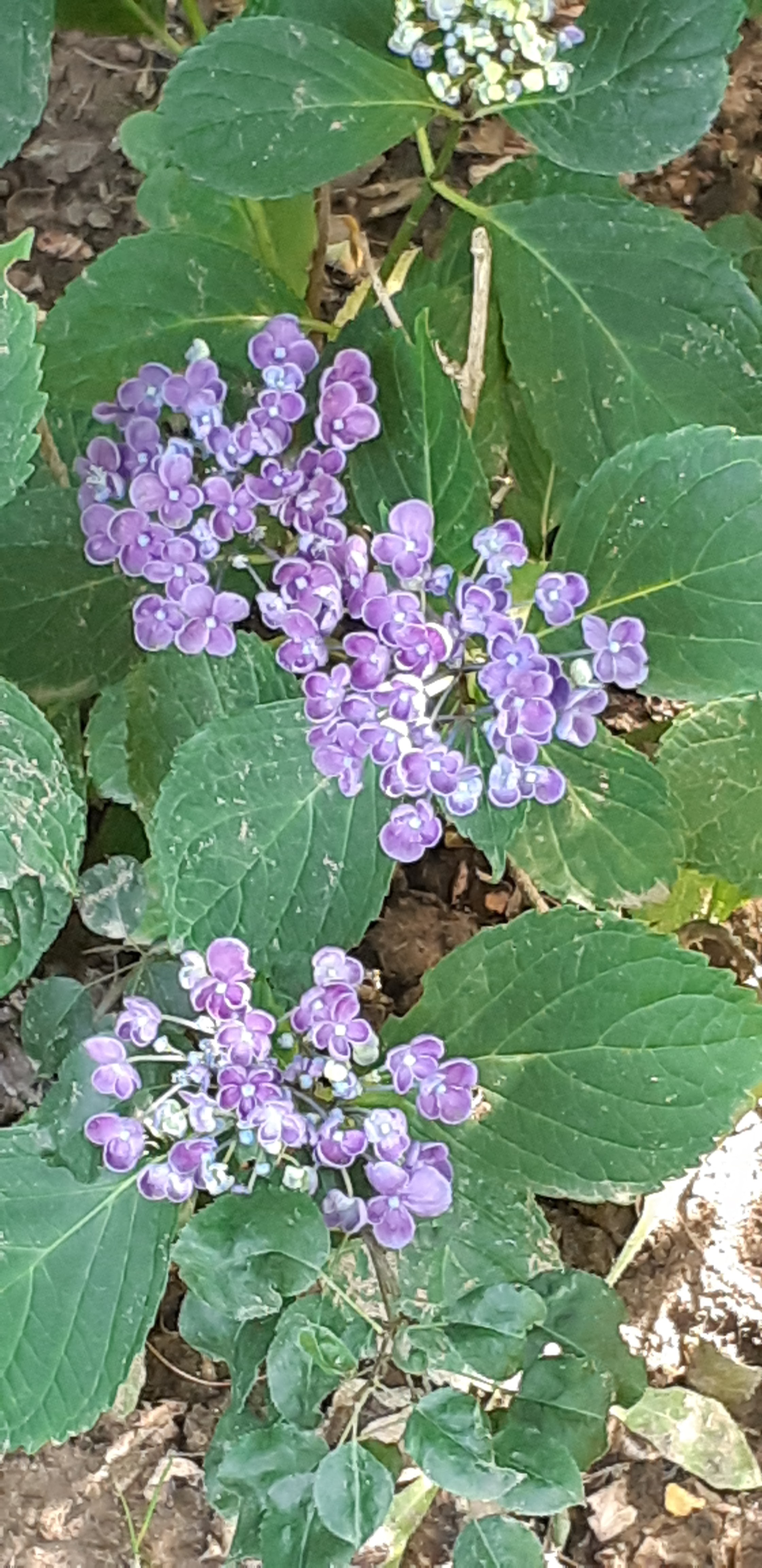 Photo n° 3 de l'avis de Lauriane.a fait le 12/07/2020 à 15:01