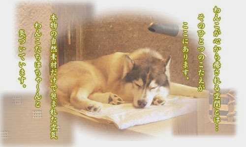 じゃぶじゃぶ ちょきちょき 犬洗洞