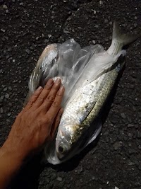 フィッシング ジョイ