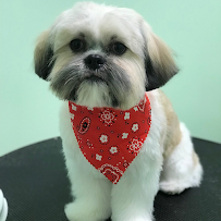 The Pet Garden Grooming Salon - Photo 3 - Car repair in Clermont, FL, Kissimmee