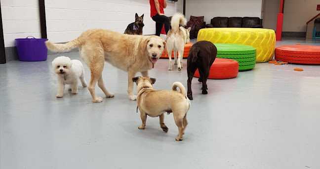 Reviews of Doggy's Dolittle in Manchester - Dog trainer