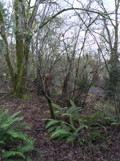 Park «Pioneer Park», reviews and photos, 14545 NW Pioneer Rd, Beaverton, OR 97006, USA