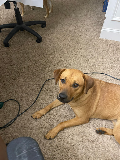 Pet Groomer «Splash and Dash Groomerie & Boutique», reviews and photos, 224 Peachtree East Shopping Center, Peachtree City, GA 30269, USA