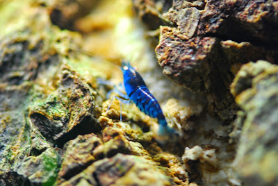 Aquaportail Aquariophilie à Savonnières-devant-Bar