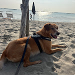 Photo n°1 de l'avis de Massimiliano.i fait le 08/07/2023 à 21:07 sur le  Amarissimo Cala Celeste à Lido Adriano