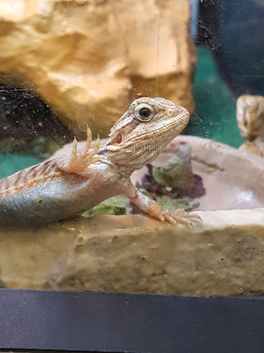 Pet Supply Store «Pet Supplies Plus», reviews and photos, 700 Boston Rd Suite 12b, Billerica, MA 01821, USA