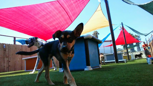 Camp Run-A-Mutt Point Loma