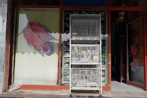 Jassina Fish Aquarium & Birds shop image