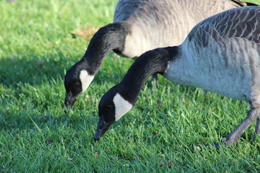 Park «Leo J. Ryan Park», reviews and photos, 650 Shell Blvd, Foster City, CA 94404, USA