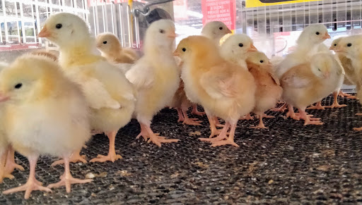 Home Improvement Store «Tractor Supply Co.», reviews and photos, 11946 Leslie Rd, Helotes, TX 78023, USA