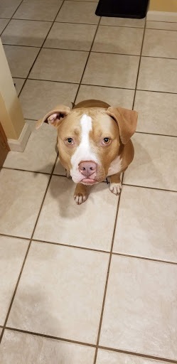 Pet Boarding Service «Ohana Pet Resort», reviews and photos, 25 N Grove St, Merritt Island, FL 32953, USA