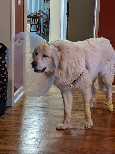 SPCA Albrecht Center Veterinary Care Center image