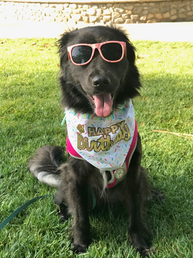 Pet Store «Super Pets», reviews and photos, 1807 E Chapman Ave, Orange, CA 92867, USA