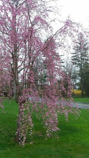 Golf Course «Quaker Ridge Golf Club», reviews and photos, 146 Griffen Ave, Scarsdale, NY 10583, USA