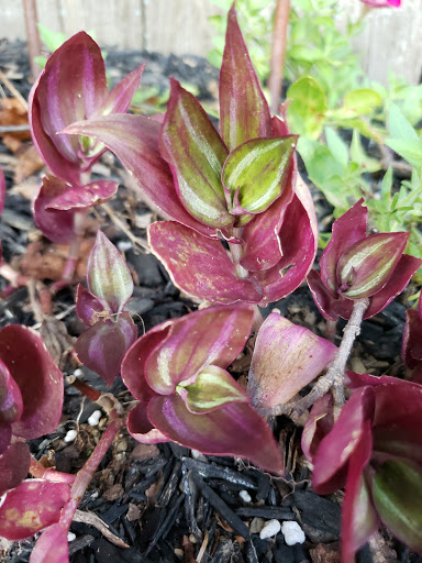 General Store «Wanamakers General Store», reviews and photos, 8888 Kings Hwy, Kempton, PA 19529, USA