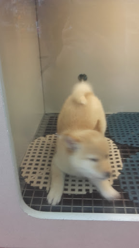 Pet Store «The Pet Pad», reviews and photos, 1239 NW Maynard Rd, Cary, NC 27513, USA