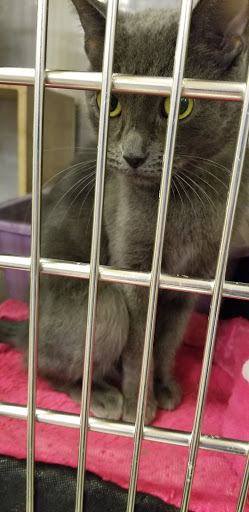 Pet Supply Store «PetSmart», reviews and photos, 2221 Oakton St, Evanston, IL 60202, USA