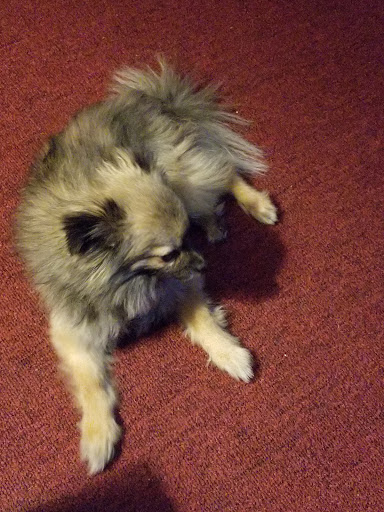 Pet Supply Store «PetSmart», reviews and photos, 467 Cross Keys Rd, Sicklerville, NJ 08081, USA