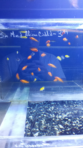 Pet Store «The Aquarium & Fish Store», reviews and photos, 710 W Lumsden Rd, Brandon, FL 33511, USA