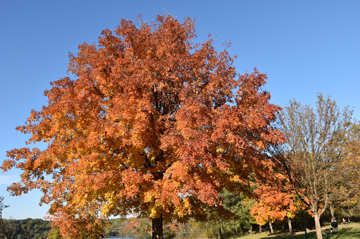 Nature Preserve «Pulaski Woods East», reviews and photos, 9600 Wolf Rd, Willow Springs, IL 60480, USA