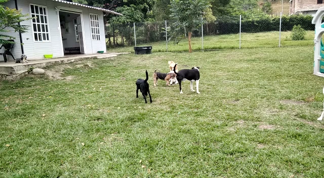 TravieZoos Guardería y Hotel canino Campestre