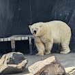 Polar Bear Point