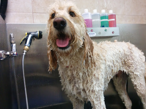 Pet Supply Store «Pet Supplies Plus», reviews and photos, 1704 Greenville Ave, Dallas, TX 75206, USA