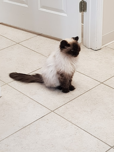 Cat's Meow Veterinary Hospital image