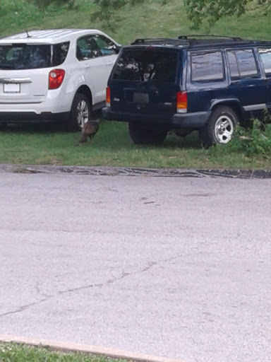 Car Repair and Maintenance «Midas», reviews and photos, 11925 New Halls Ferry Road, Florissant, MO 63033, USA