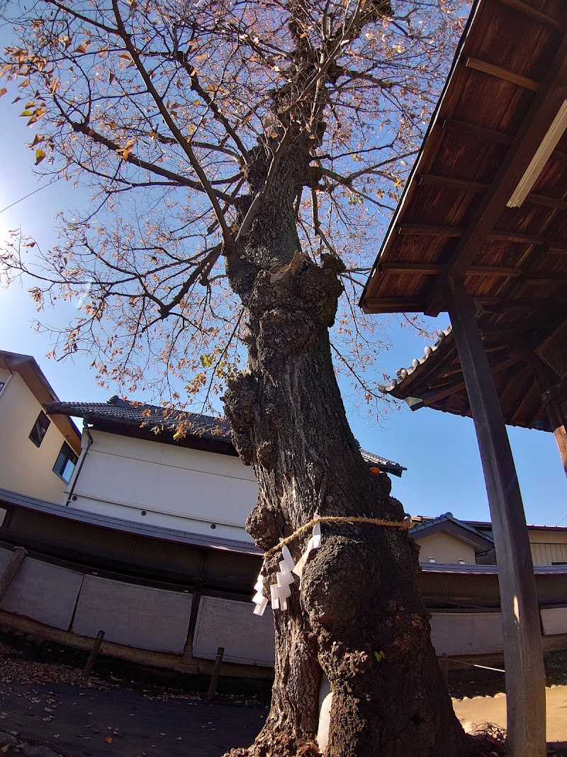 羽黒神社菩提樹