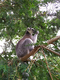 Photo n°18 de Château de Thoiry Cricket Club à Thoiry ()