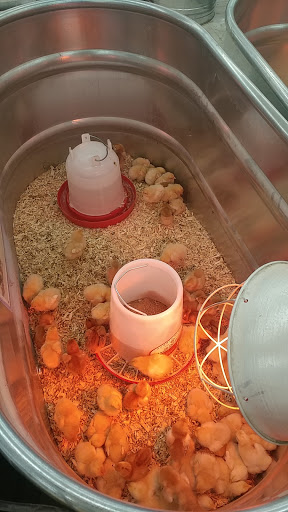 Home Improvement Store «Tractor Supply Co.», reviews and photos, 1351 Elizabethtown Rd, Leitchfield, KY 42754, USA