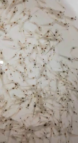 Opiniones de Laboratorio larvas de camaron Melarvas 1 / Aquamelarvas Sa en Manta - Tienda de ultramarinos