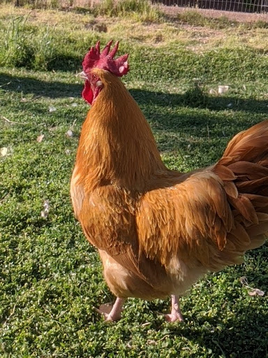 Chicken hatchery Peoria