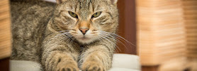 Paw Valley Furry Friends LLC - Photo 4 - Car repair in , Thousand Oaks