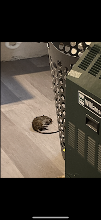 Lodi Exterminator At Last Pest Control - Photo 8 - Car repair in Lodi, NJ, Paterson