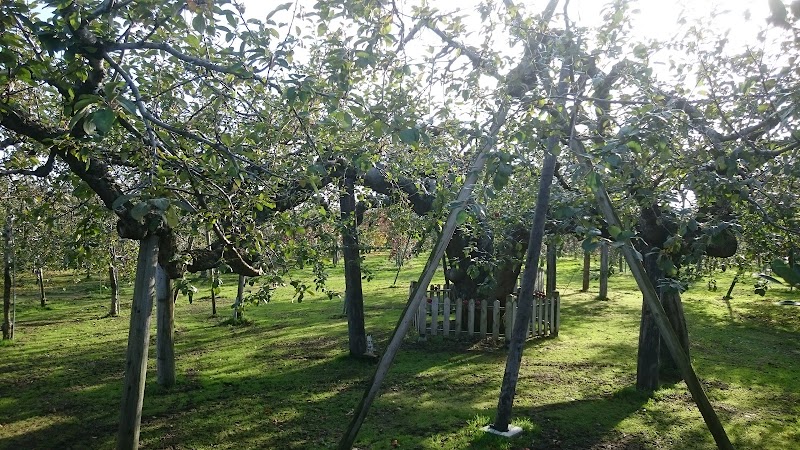 日本最古のりんごの木