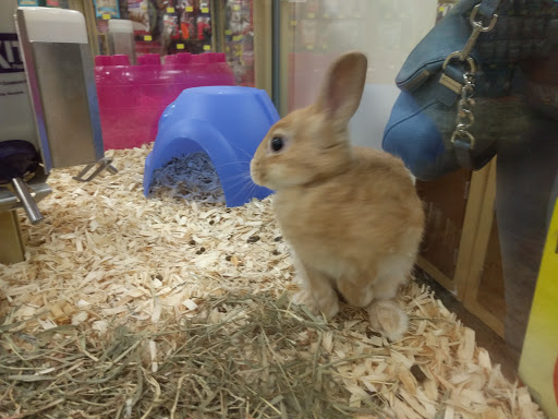Pet Supply Store «Pet Supermarket», reviews and photos, 1080 Alafaya Trail, Oviedo, FL 32765, USA
