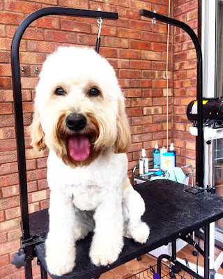 Jinty's Grooming Services