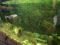 Chris' Tropical Treasures - Photo 8 - Car repair in Northlake, IL, Chicago