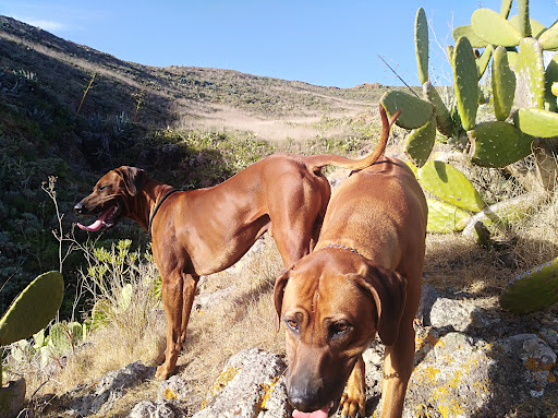 Veterinario Tejina Centro Perenquén. en Tejina