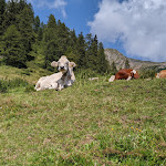 Photo n°2 de l'avis de Roy.� fait le 12/08/2020 à 20:32 sur le  Laugenalm à Unsere Liebe Frau im Walde-St. Felix