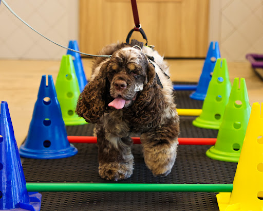 Sound Animal Rehabilitation and Fitness image