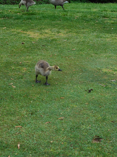 Golf Course «The Meadows at Middlesex Golf Course», reviews and photos, 70 Hunters Glen Dr, Plainsboro Township, NJ 08536, USA