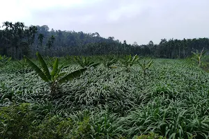 Plackiyil Plantation (Cattle feed) image