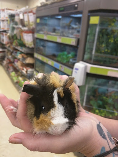 Pet Supply Store «Petco Animal Supplies», reviews and photos, 905 Rancho Pkwy, Arroyo Grande, CA 93420, USA